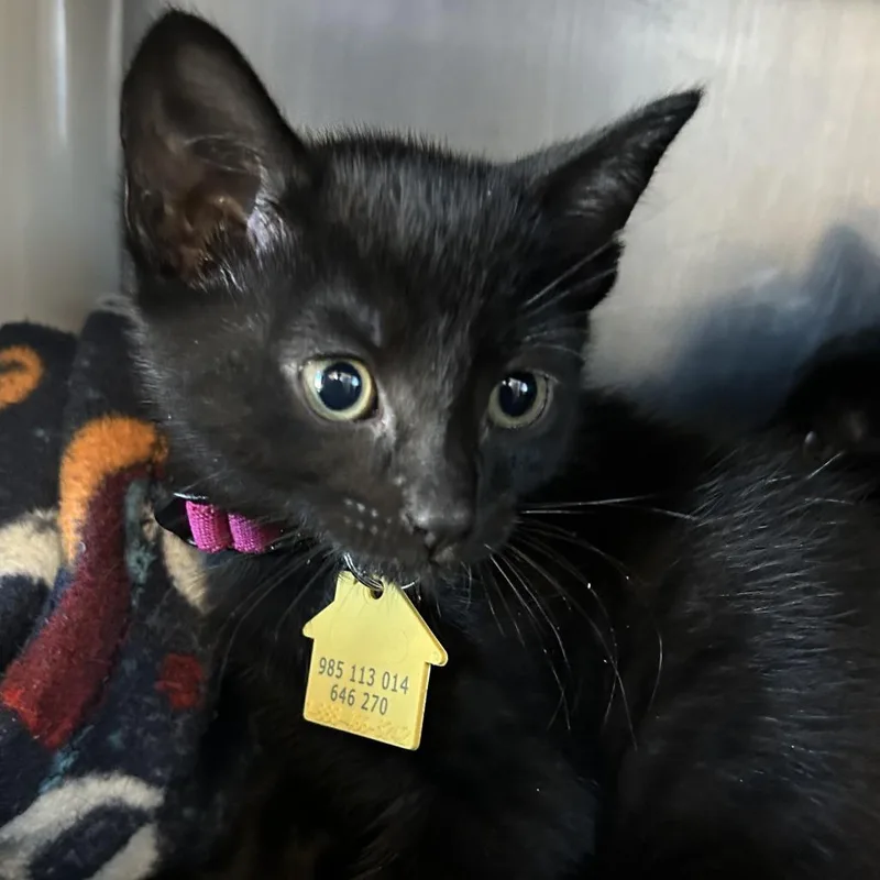 A baby small-sized female Black Domestic Short Hair cat named Pumpkin Spiced Latte for adoption in Springfield, MA