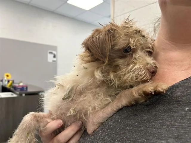 A young small-sized male Yorkshire Terrier dog named A for adoption in Ocala, FL