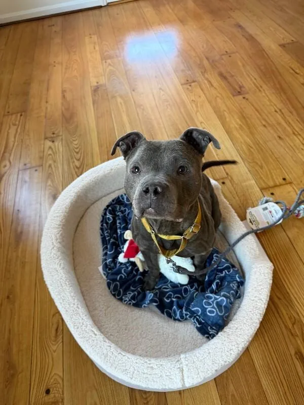 An adult large-sized male Mixed Breed dog named Trey Hendrickson for adoption in Cincinnati, OH