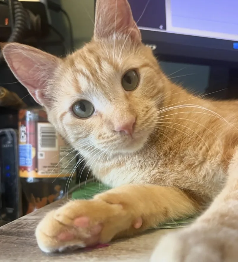 An adult medium-sized male Tabby (Orange / Red) Tabby cat named Caterpillar Blossom for adoption in Chandler, AZ