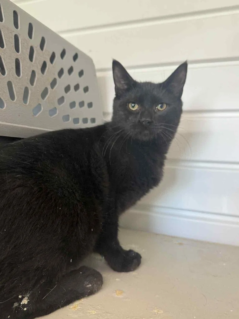 Perpetrator thumbnail 3