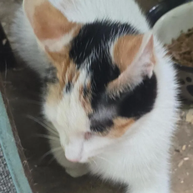 A young medium-sized female Domestic Short Hair cat named Lilith for adoption in Novelty, OH