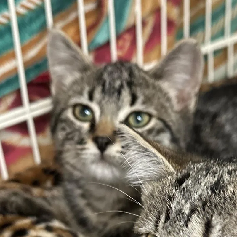 A baby small-sized male Brown / Chocolate Domestic Short Hair cat named Luke for adoption in Priest River, ID