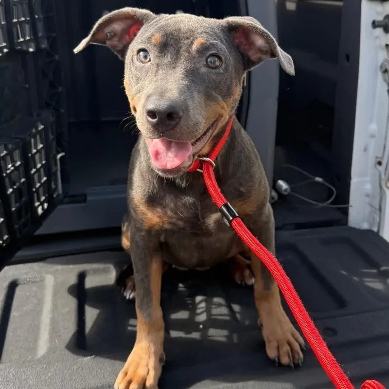 A young medium-sized female Gray / Blue / Silver Mixed Breed dog named Brinklee for adoption in Lake Jackson, TX