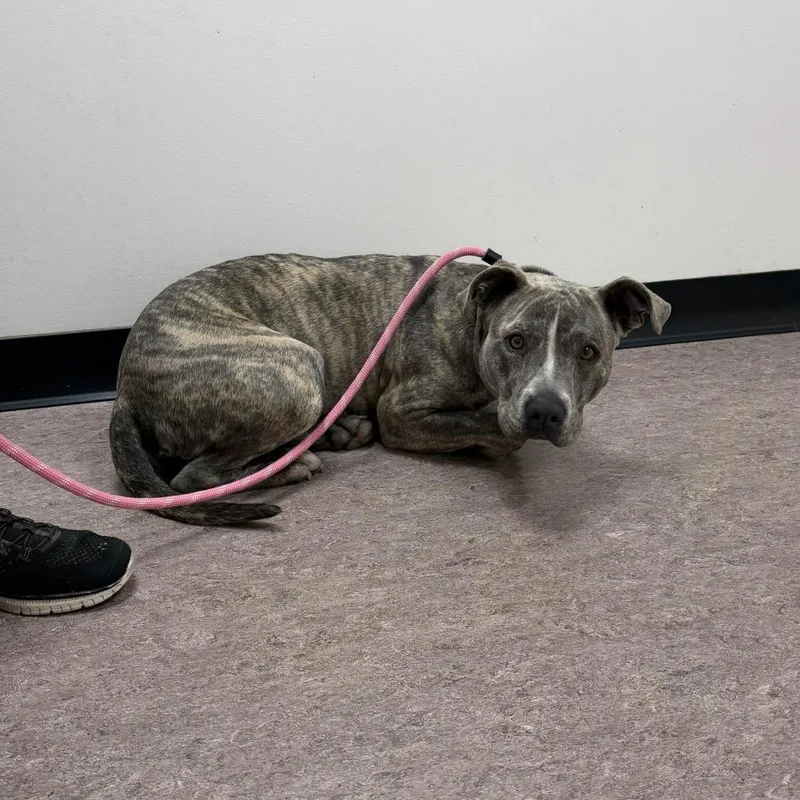 An adult medium-sized female Pit Bull Terrier dog named Bunny for adoption in Saint Louis, MO