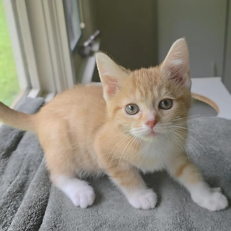A baby small-sized male Orange / Red Domestic Short Hair cat named Cheezeballs CI for adoption in Union, MO