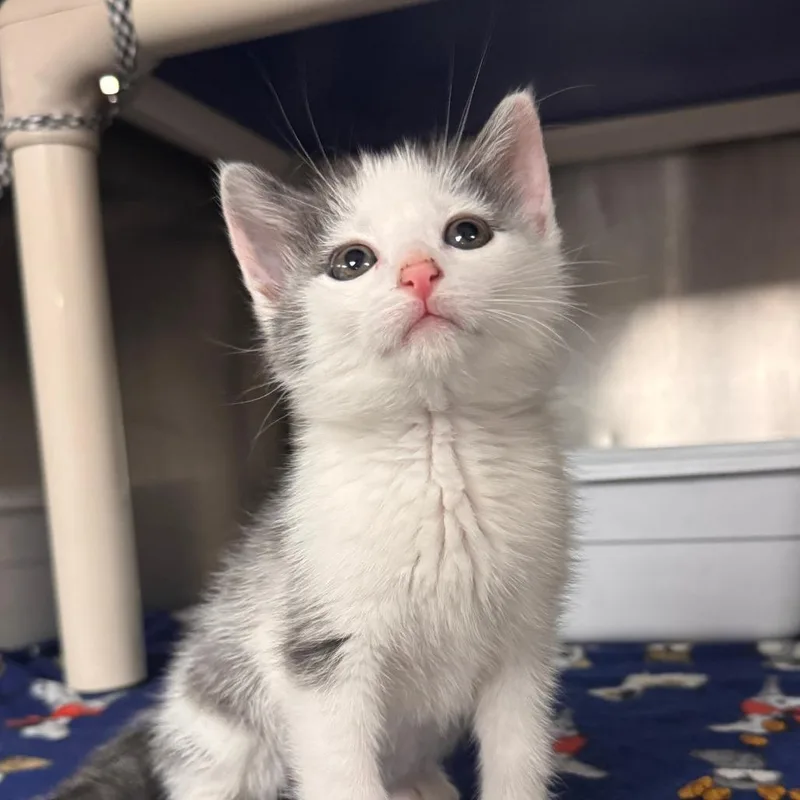 A baby small-sized female Gray / Blue / Silver Domestic Short Hair cat named Daisy for adoption in Marion, VA