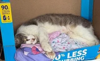 An adult medium-sized female Gray & White Domestic Short Hair cat named Astra for adoption in Philadelphia, PA