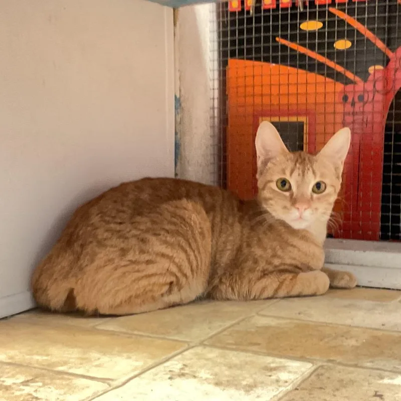 A young medium-sized female Orange / Red Domestic Short Hair cat named Sunny D for adoption in Monroe, LA