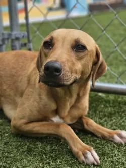 An adult medium-sized male Mixed Breed dog named Valentino for adoption in Savannah, GA