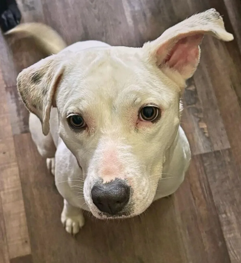 A young medium-sized female White / Cream Pit Bull Terrier dog named Valkyrie for adoption in Tyler Hill, PA