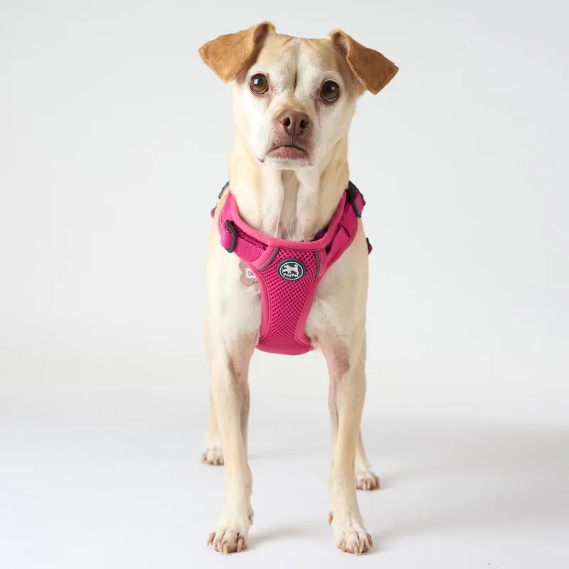 A senior small-sized female Yellow / Tan / Blond / Fawn Pug dog named Delilah for adoption in San Francisco, CA