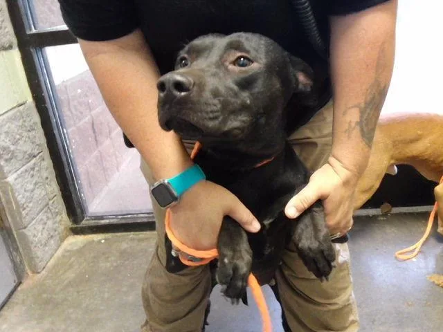 A young medium-sized female Pit Bull Terrier dog named Buddy for adoption in Tulsa, OK