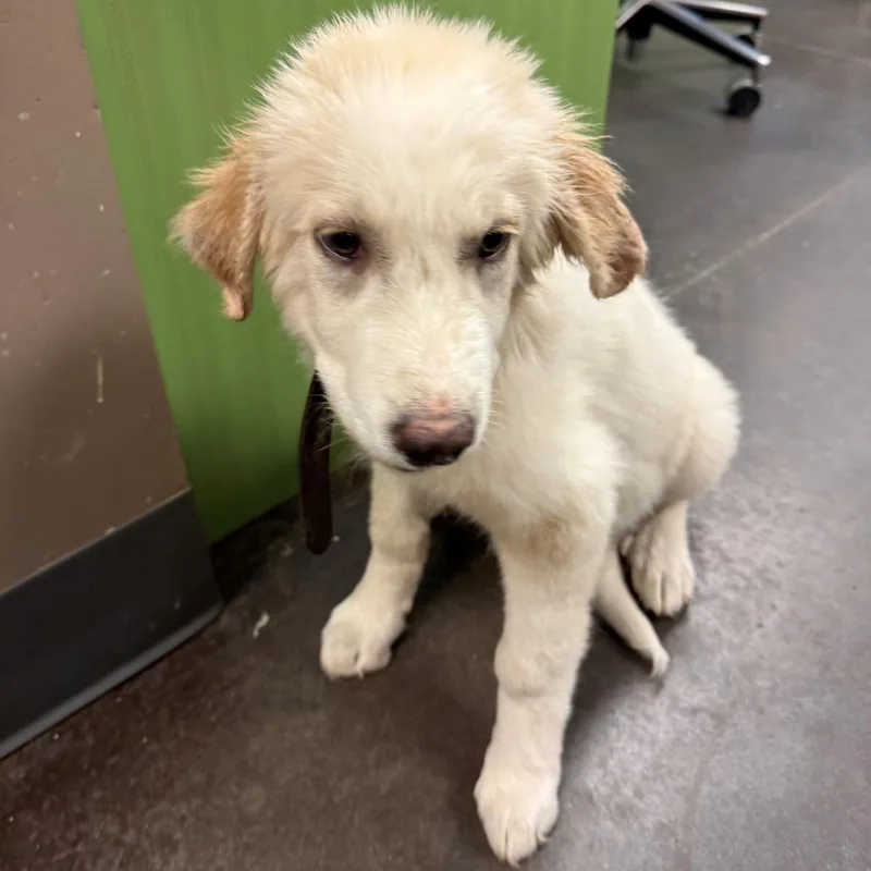 A baby small-sized male White / Cream Great Pyrenees dog named Lucius for adoption in Norman, OK