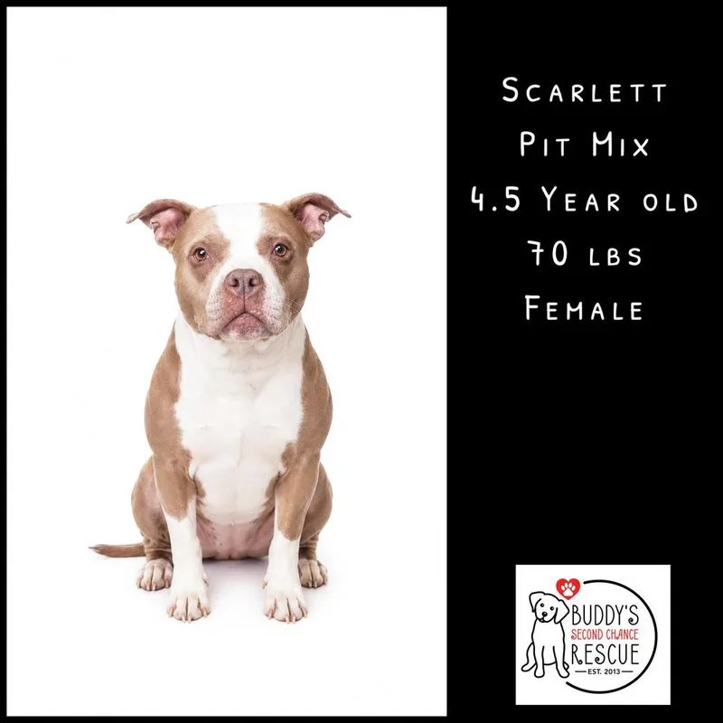 An adult large-sized female Tricolor (Brown, Black, & White) Pit Bull Terrier dog named Scarlett for adoption in Amherst, NY