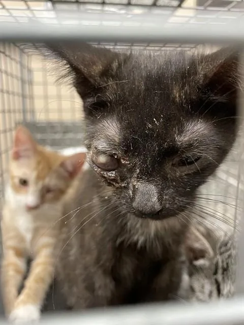 A baby small-sized female Domestic Short Hair cat named Swan for adoption in Casper, WY