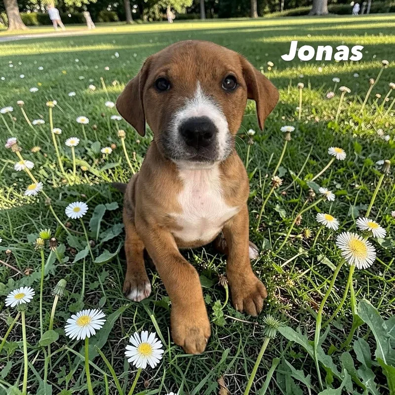 Jonas