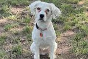 A young medium-sized female Spaniel dog named Sumner for adoption in Marion, MA