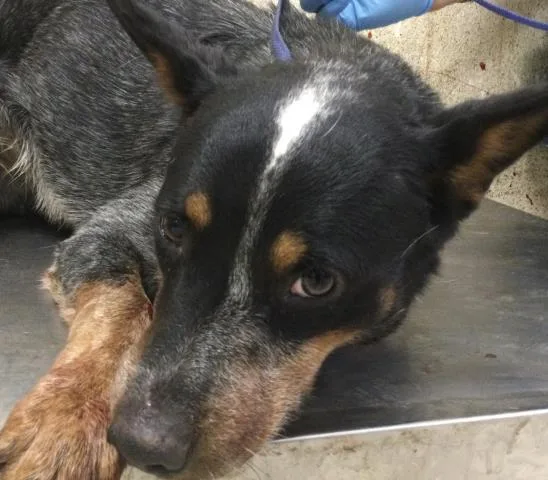A young medium-sized male Australian Cattle Dog / Blue Heeler dog named Boomer for adoption in Riverside, CA