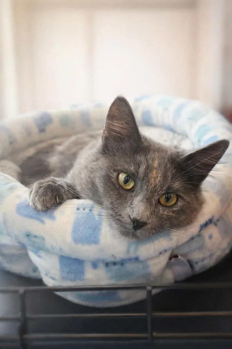 Tuna Pop thumbnail 2