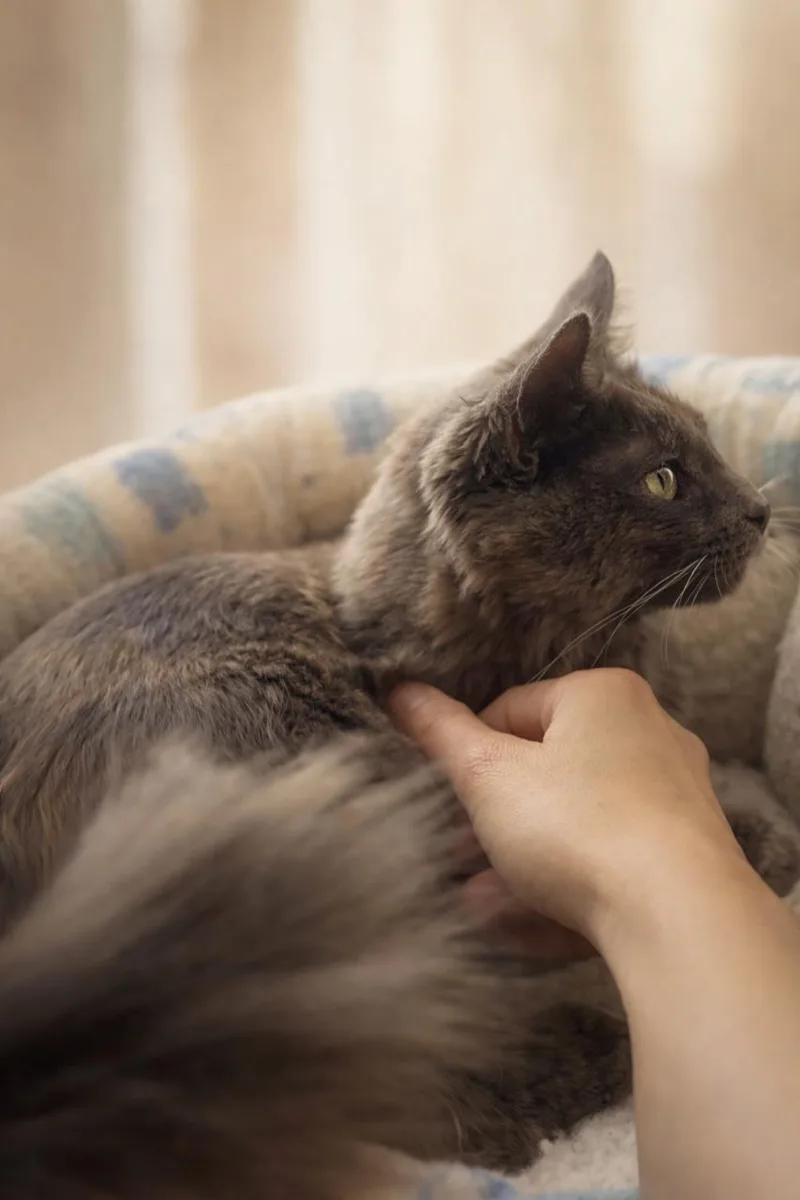 Tuna Pop thumbnail 3