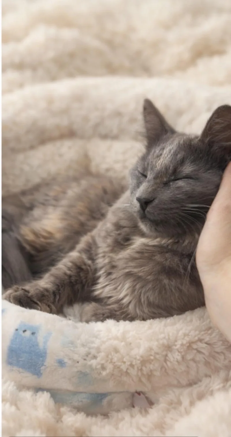 Tuna Pop thumbnail 4