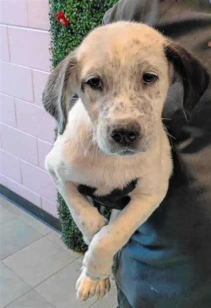 A baby medium-sized female White / Cream Mixed Breed dog named 61128760 for adoption in El Paso, TX