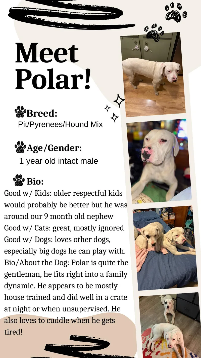 Polar