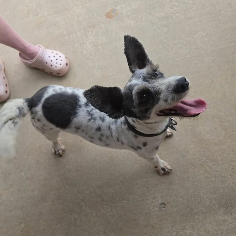 Pepper thumbnail 2