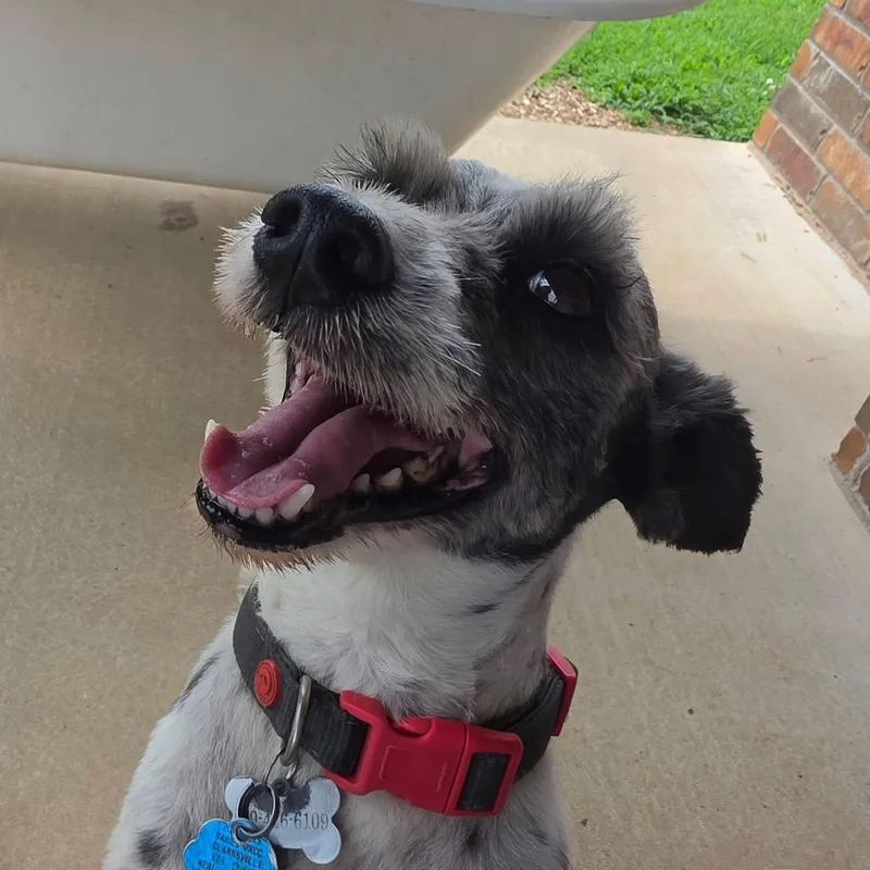 Pepper thumbnail 3