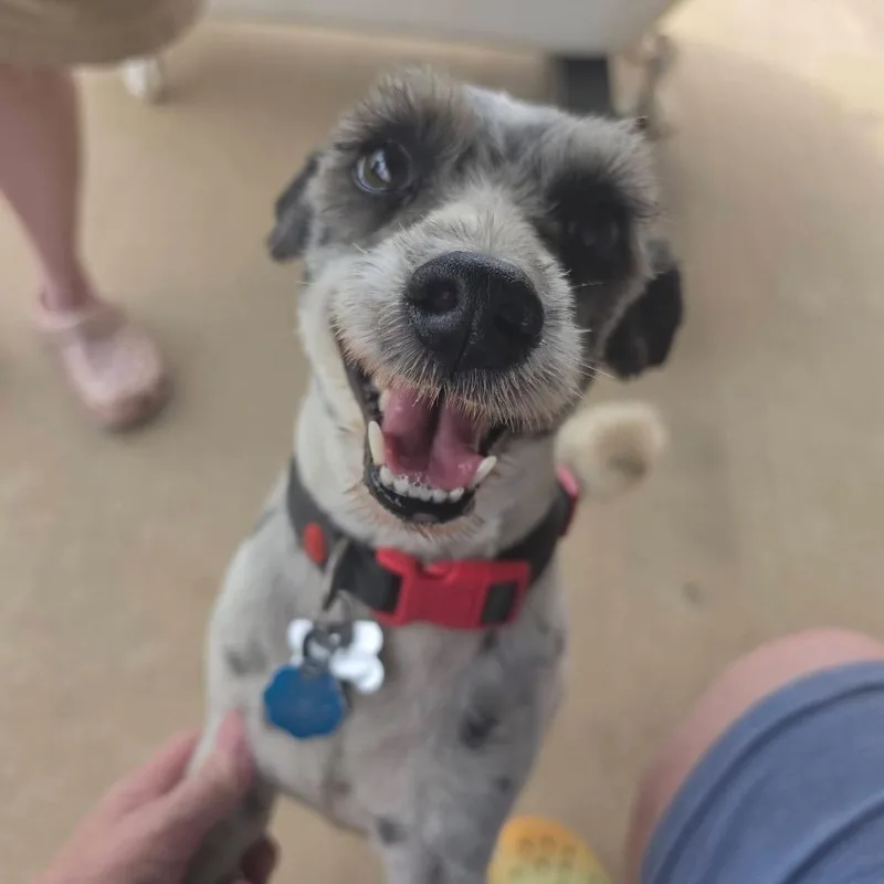 Pepper thumbnail 4