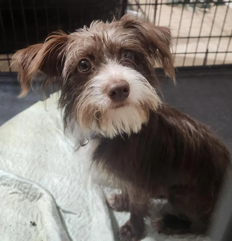 A baby small-sized male Shih Tzu dog named Rufus for adoption in Walnutport, PA