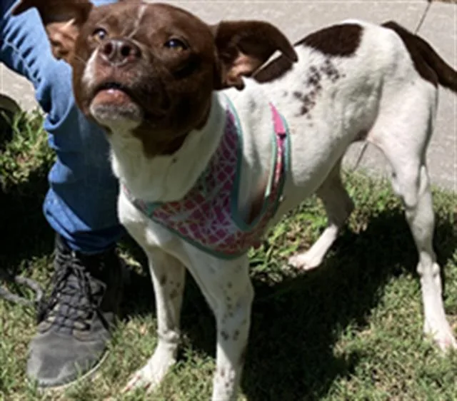 A young medium-sized female Mixed Breed dog named Chili for adoption in Dallas, TX