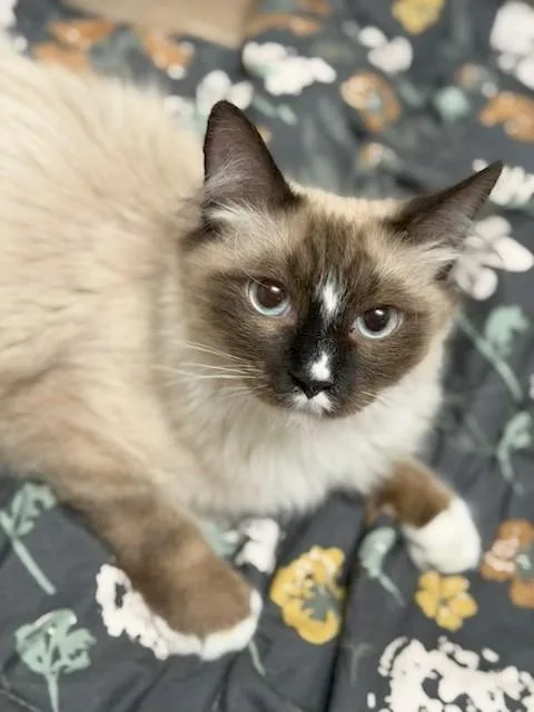 A baby medium-sized male Siamese cat named Finn for adoption in Upland, CA