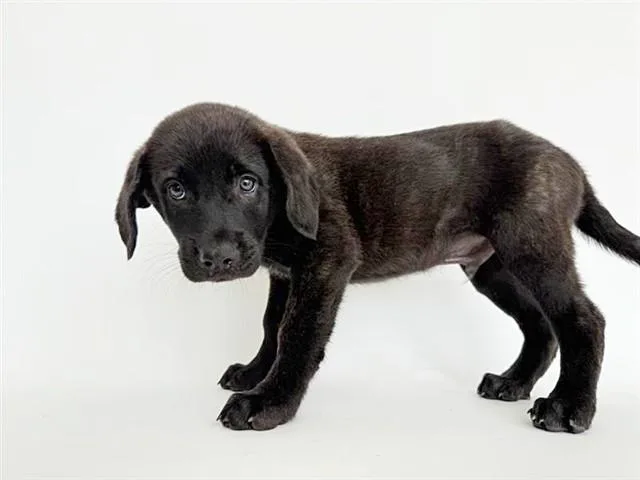 A baby small-sized male Terrier dog named Tigger for adoption in Saint Louis, MO