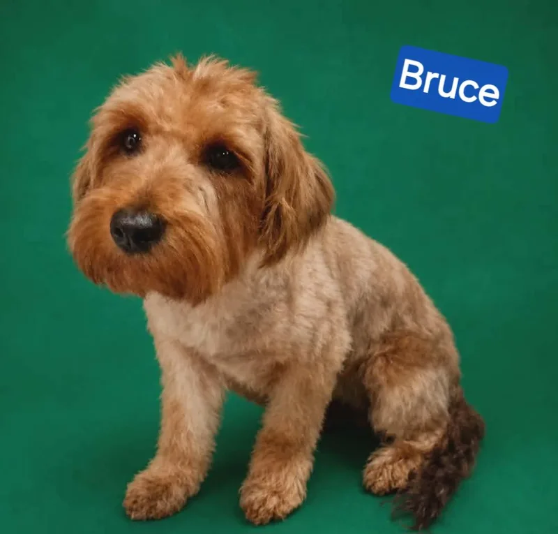 Bruce