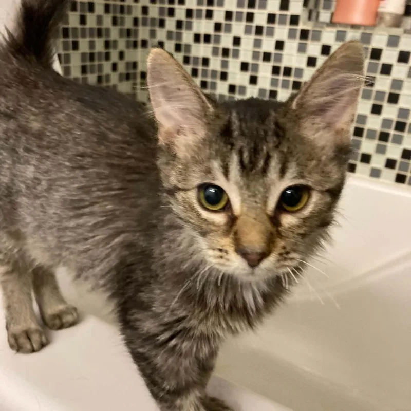 A baby medium-sized female Domestic Medium Hair cat named Dolly for adoption in Martinsville, IN