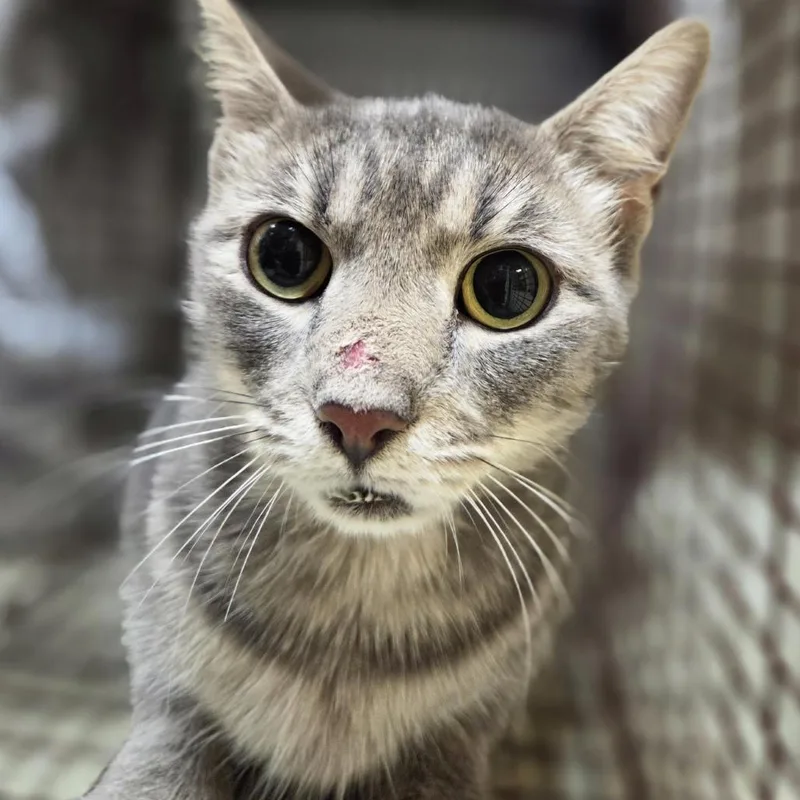 A young medium-sized female Domestic Short Hair cat named Brooklyn for adoption in Windsor, VA