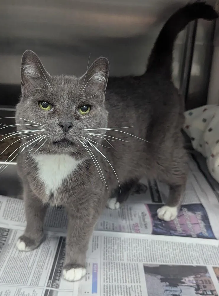 A senior small-sized female Gray & White Domestic Short Hair cat named Jo for adoption in Evansville, IN
