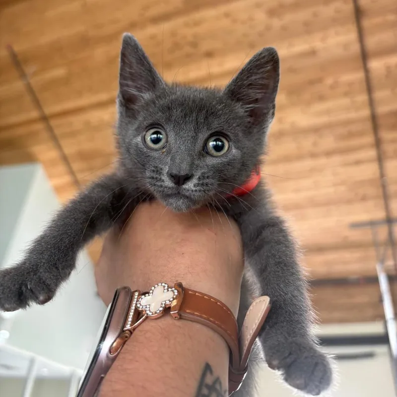 A baby small-sized male Gray / Blue / Silver Domestic Short Hair cat named Bang Bang for adoption in Leander, TX