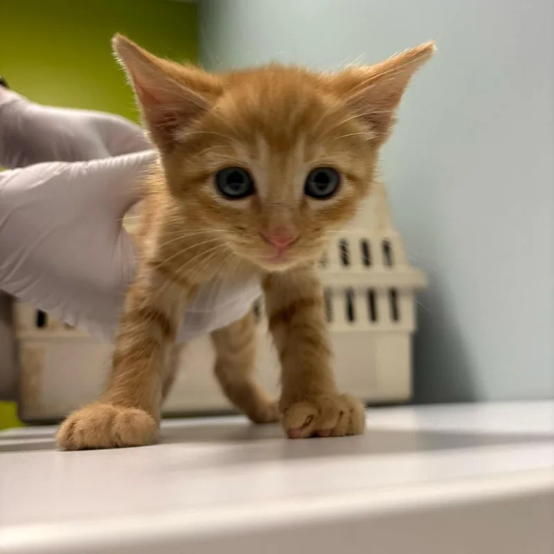 A baby small-sized male Orange / Red Domestic Short Hair cat named George Pig for adoption in Mooresville, NC