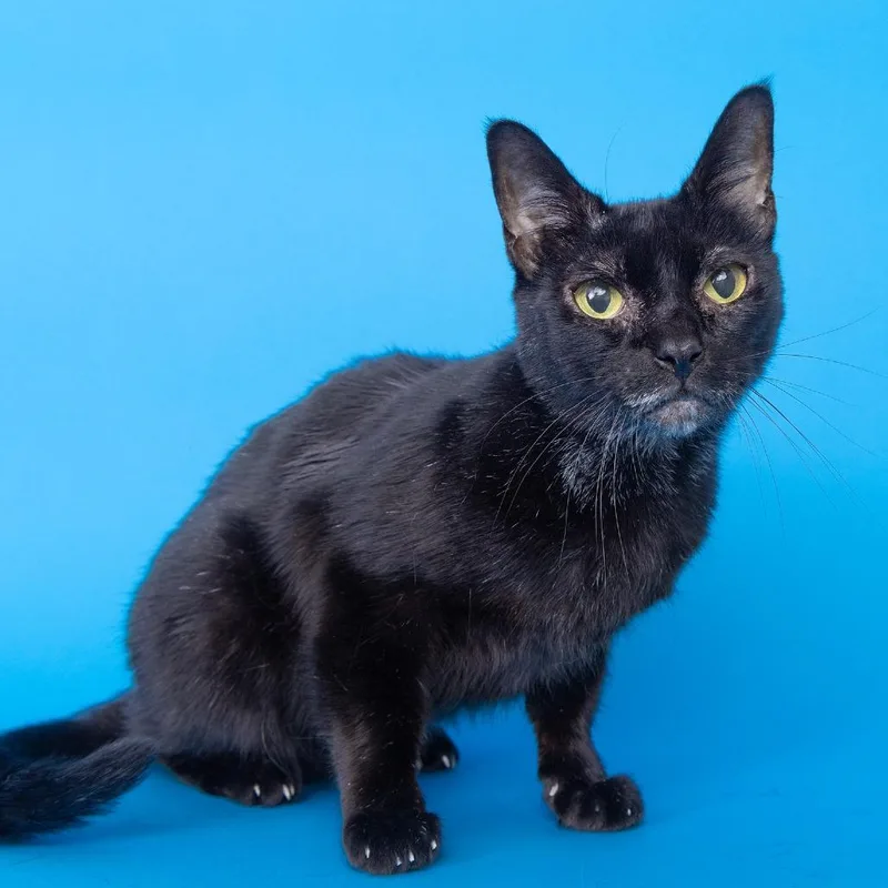 A senior medium-sized female Black Domestic Short Hair cat named Ebony for adoption in Franklin, TN