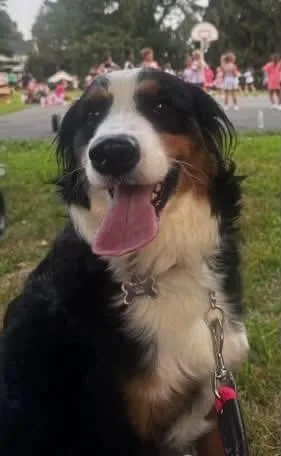 An adult large-sized female Tricolor (Brown, Black, & White) Bernese Mountain Dog dog named Jolene for adoption in Avondale, PA