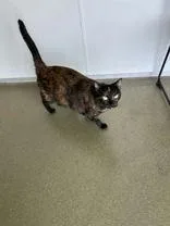 An adult medium-sized female Domestic Short Hair cat named Chloe for adoption in Denton, TX