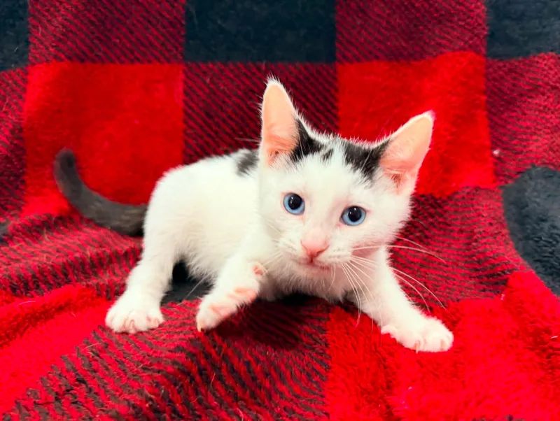 A baby medium-sized male Domestic Short Hair cat named Bijou for adoption in Mullica Hill, NJ