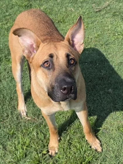 An adult large-sized male Shepherd dog named Crayon for adoption in Conway, SC