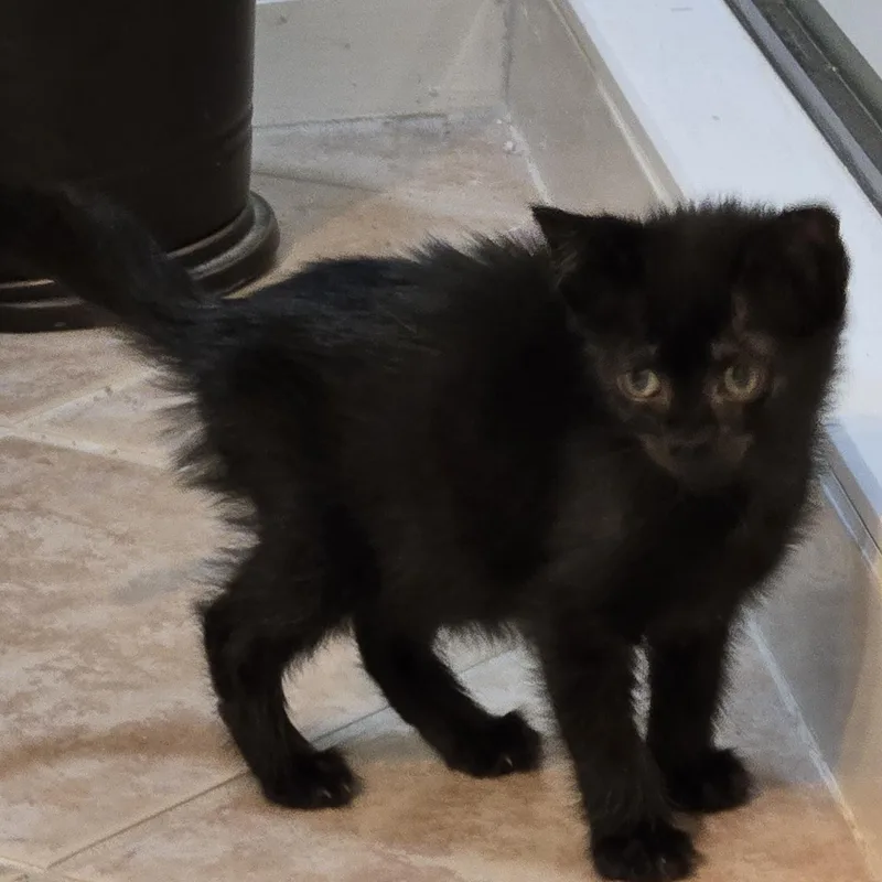 A baby medium-sized female Black Domestic Short Hair cat named Binx for adoption in Beaufort, SC
