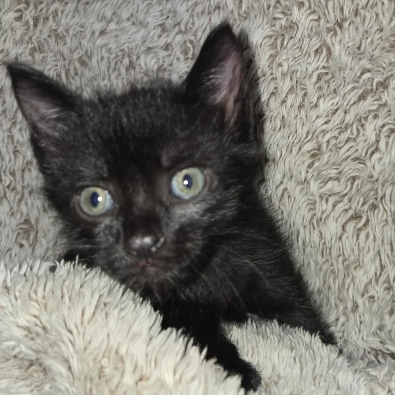 Binx thumbnail 2