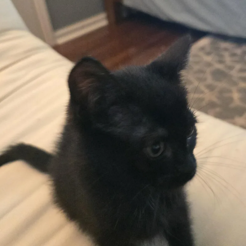 Binx thumbnail 3
