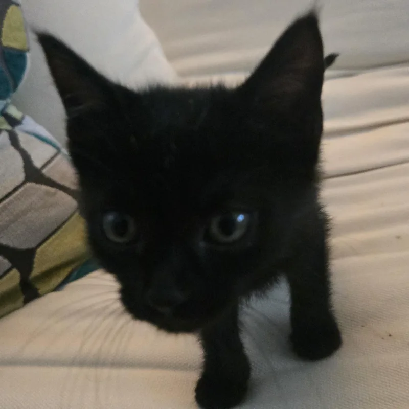 Binx thumbnail 4